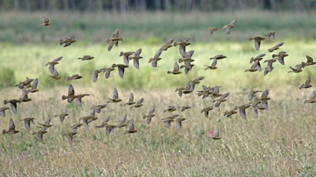 Bobolinks